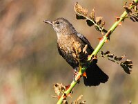 Turdus merula 57, Merel, Saxifraga-Bart Vastenhouw