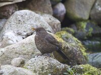 Turdus merula 59, Merel, Saxifraga-Kees van Berkel : Blue Elephant