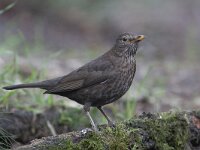 Turdus merula 61, Merel, Saxifraga-Mark Zekhuis