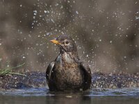 Turdus merula 64, Merel, Saxifraga-Mark Zekhuis