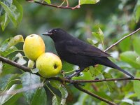 Turdus merula 65, Merel, Saxifraga-Bart Vastenhouw