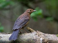 merel-juv.  merel in de Haspel : Turdus merula