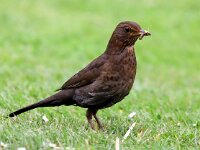 Turdus merula 71, Merel, Saxifraga-Bart Vastenhouw
