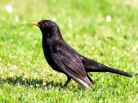 Turdus merula 73, Merel, Saxifraga-Bart Vastenhouw