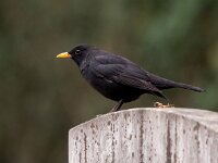 Turdus merula 74, Merel, Saxifraga-Bart Vastenhouw