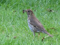 Turdus philomelos 15, Zanglijster, Saxifraga-Ab H Baas
