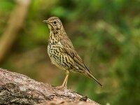 Turdus philomelos 22, Zanglijster, adult, Saxifraga-Theo Verstrael