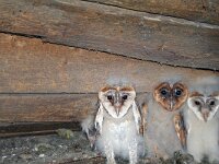 Tyto alba 13, Kerkuil, Saxifraga-Jeroen Willemsen