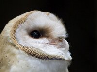 Tyto alba 15, Kerkuil, Saxifraga-Luc Hoogenstein