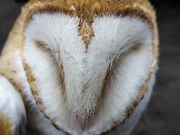 Head of Barn Owl (Tyto alba) with closed eyes  Head of Barn Owl (Tyto alba) with closed eyes : avifauna, barn owl, bird, bird of prey, fauna, head, natural, nature, owl, tyto alba, wildlife, animal, brown, eye, feather, feathers, white, wild animal, wild bird, closed eyes