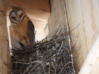 Tyto alba 18, Kerkuil, Saxifraga-Mark Zekhuis