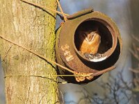 Tyto alba 25, Kerkuil, Saxifraga-Mark Zekhuis