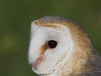 Tyto alba 3, Kerkuil, Saxifraga-Martin Mollet