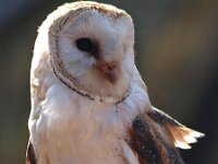 Tyto alba 4 , Kerkuil, Saxifraga-Hans Dekker