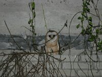 Tyto alba 5, Kerkuil, Saxifraga-Janus Verkerk