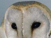 Tyto alba 6, Kerkuil, Saxifraga-Mark Zekhuis