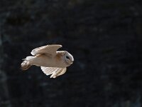 Tyto alba 7, Kerkuil, Saxifraga-Hans Dekker