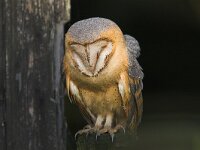 Tyto alba ssp guttata 10, Kerkuil, Saxifraga-Martin Mollet