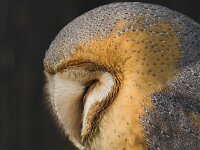 Tyto alba ssp guttata 8, Kerkuil, Saxifraga-Martin Mollet