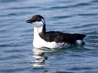 Uria aalge 44, Zeekoet, Saxifraga-Bart Vastenhouw