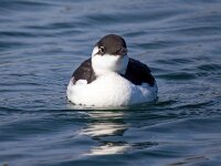 Uria aalge 45, Zeekoet, Saxifraga-Bart Vastenhouw