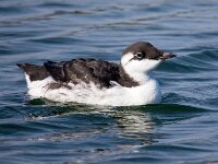 Uria aalge 50, Zeekoet, Saxifraga-Bart Vastenhouw