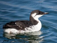 Uria aalge 54, Zeekoet, Saxifraga-Bart Vastenhouw