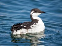 Uria aalge 55, Zeekoet, Saxifraga-Bart Vastenhouw