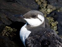 Uria aalge 57, Zeekoet, Saxifraga-Bart Vastenhouw