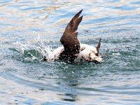 Uria aalge 61, Zeekoet, Saxifraga-Bart Vastenhouw