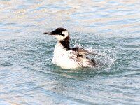 Uria aalge 62, Zeekoet, Saxifraga-Bart Vastenhouw