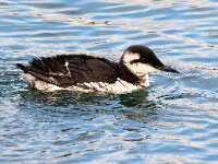Uria aalge 66, Zeekoet, Saxifraga-Bart Vastenhouw