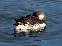 Uria aalge 68, Zeekoet, Saxifraga-Bart Vastenhouw