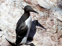 Uria aalge 74, Zeekoet, Saxifraga-Bart Vastenhouw