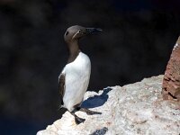 Uria aalge 76, Zeekoet, Saxifraga-Bart Vastenhouw