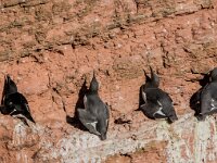 Uria aalge 86, Zeekoet, adult, Saxifraga, Theo Verstrael