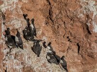 Uria aalge 88, Zeekoet, adult, Saxifraga, Theo Verstrael