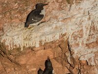 Uria aalge 90, Zeekoet, adult, Saxifraga, Theo Verstrael