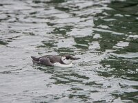 Uria aalge 92, Zeekoet, adult, Saxifraga, Theo Verstrael