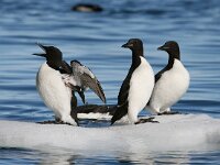 Uria lomvia 10, Kortbekzeekoet, Saxifraga-Bart Vastenhouw