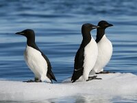 Uria lomvia 11, Kortbekzeekoet, Saxifraga-Bart Vastenhouw