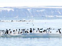 Uria lomvia 14, Kortbekzeekoet, Saxifraga-Bart Vastenhouw