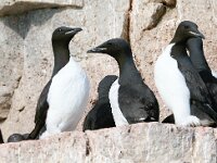 Uria lomvia 18, Kortbekzeekoet, Saxifraga-Bart Vastenhouw