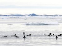 Uria lomvia 19, Kortbekzeekoet, Saxifraga-Bart Vastenhouw