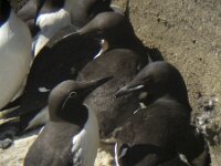 Uria lomvia 2, Kortbekzeekoet, Saxifraga-Rob Felix : Animalia, Aves, Chordata, animal, bird, dier, dieren, gewervelde dieren, vertebraat, vertebrate, vogel, vogels