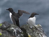 Uria lomvia 3, Kortbekzeekoet, Saxifraga-Peter Stein