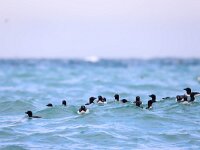 Uria lomvia 30, Kortbekzeekoet, Saxifraga-Bart Vastenhouw