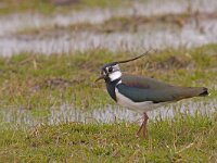 Vanellus vanellus  Kievit in Putterpolder : Vanellus vanellus