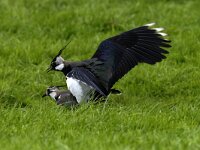 Vanellus vanellus 12, Kievit, Saxifraga-Piet Munsterman