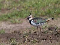 Vanellus vanellus 132, Kievit, Saxifraga-Mark Zekhuis